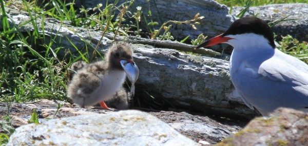 A common tern feeds its chick a butterfish. Tern chicks cannot eat the wide fish, they can only eat long, slender fish. Because of a lack of herring available to terns this summer, many tern chicks died as their bird parents tried to feed them the large fish. A common tern feeds its chick a butterfish. Tern chicks cannot eat the wide fish, they can only eat long, slender fish. Because of a lack of herring available to terns this summer, many tern chicks died as their bird parents tried to feed them the large fish.