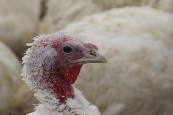 2,000 turkeys are ready for slaughter at Maine-ly Poultry in Warren. Almost all of them will be killed for Thanksgiving. A few will be saved for Christmas. 2,000 turkeys are ready for slaughter at Maine-ly Poultry in Warren. Almost all of them will be killed for Thanksgiving. A few will be saved for Christmas.