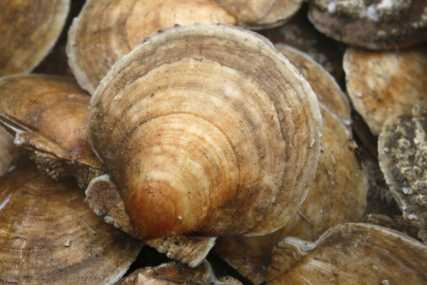 scallop prices