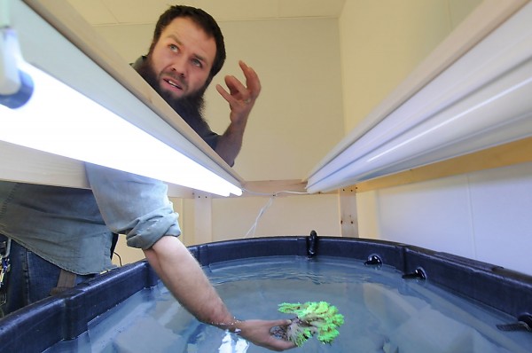 Christian Carlson, a technician at Unity College, shows a piece of Indiopacific bioluminescent green sinularia coral that he is cultivating in one of his saltwater holding tanks at the college on Saturday, Dec. 3, 2011. Christian Carlson, a technician at Unity College, shows a piece of Indiopacific bioluminescent green sinularia coral that he is cultivating in one of his saltwater holding tanks at the college on Saturday, Dec. 3, 2011.