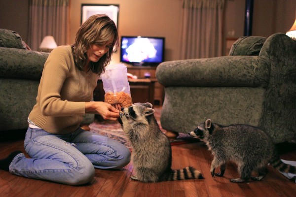 In this Nov. 29, 2011 photo, Robin Swift feeds Cheez-It crackers to Loverboy (left) and Blackie, a pair of orphaned raccoons that have become regular visitors at the Swift home this year in Tonica, Ill. Robin and her husband Randy offered the young raccoons some food and care this summer and the pair continues to show up at their home most nights. In this Nov. 29, 2011 photo, Robin Swift feeds Cheez-It crackers to Loverboy (left) and Blackie, a pair of orphaned raccoons that have become regular visitors at the Swift home this year in Tonica, Ill. Robin and her husband Randy offered the young raccoons some food and care this summer and the pair continues to show up at their home most nights.