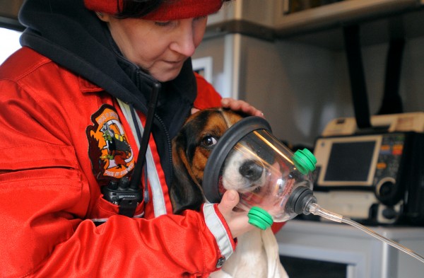 Brewer Paramedic L'Easa Blaylock gives Camo oxygen after the dog was taken out of a home that caught on fire in Brewer Sunday. Firefighter Brandon Randall found the dog in the master bedroom of the home between the bed and the wall. Brewer Paramedic L'Easa Blaylock gives Camo oxygen after the dog was taken out of a home that caught on fire in Brewer Sunday. Firefighter Brandon Randall found the dog in the master bedroom of the home between the bed and the wall.