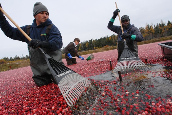 A wet summer affected growing at Cranberry Cove Farm in Jonesport in 2009, where (from left) Ramone Hernandez of Deblois, farm co-owner Sharon Look and Jerry McLean of Steuben diverted cranberries Tuesday to a suction device that pumped them to a hopper for sorting, clearning and transport. A wet summer affected growing at Cranberry Cove Farm in Jonesport in 2009, where (from left) Ramone Hernandez of Deblois, farm co-owner Sharon Look and Jerry McLean of Steuben diverted cranberries Tuesday to a suction device that pumped them to a hopper for sorting, clearning and transport.