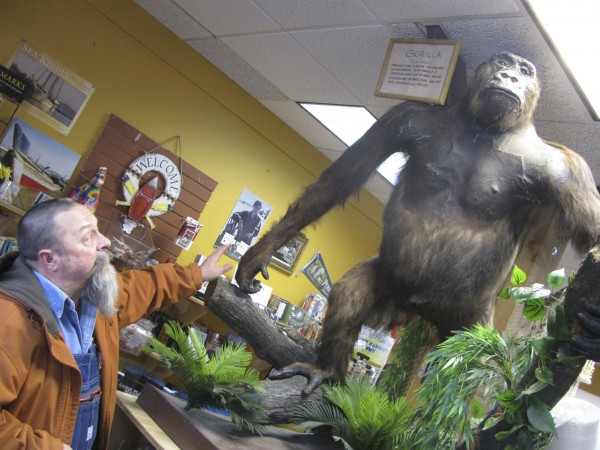 Howard Whitten, taxidermy teacher at Nokomis Regional High School, checks out Ape-raham, the lowland gorilla mascot of Perry's Nut House on Route 1. His taxidermy class will refurbish the gorilla this spring and then return it to its place of honor at the Nut House. Howard Whitten, taxidermy teacher at Nokomis Regional High School, checks out Ape-raham, the lowland gorilla mascot of Perry's Nut House on Route 1. His taxidermy class will refurbish the gorilla this spring and then return it to its place of honor at the Nut House.