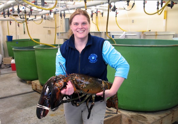 Maine State Aquarium Director Aimee Hayden-Rodriques holds a 27-pound, nearly 40-inch long, lobster caught by Robert Malone off the coast of Maine near Rockland on Feb. 17, 2012. The aquarium named the crustacean Rocky. Maine State Aquarium Director Aimee Hayden-Rodriques holds a 27-pound, nearly 40-inch long, lobster caught by Robert Malone off the coast of Maine near Rockland on Feb. 17, 2012. The aquarium named the crustacean Rocky.