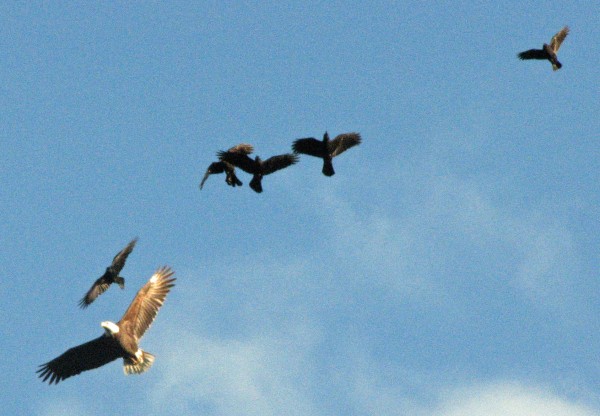 A flock of angry crows chase off an eagle that was trying to snatch some lunch in the form of a duck. A flock of angry crows chase off an eagle that was trying to snatch some lunch in the form of a duck.