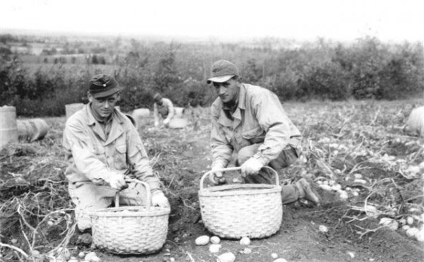 German prisoners of war pick potatoes in Houlton circa 1945. German prisoners of war pick potatoes in Houlton circa 1945.