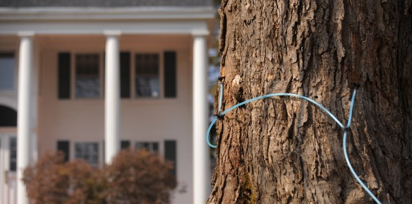 A maple tree is tapped in the front yard of an Orono home on Monday, March 19, 2012. A maple tree is tapped in the front yard of an Orono home on Monday, March 19, 2012.