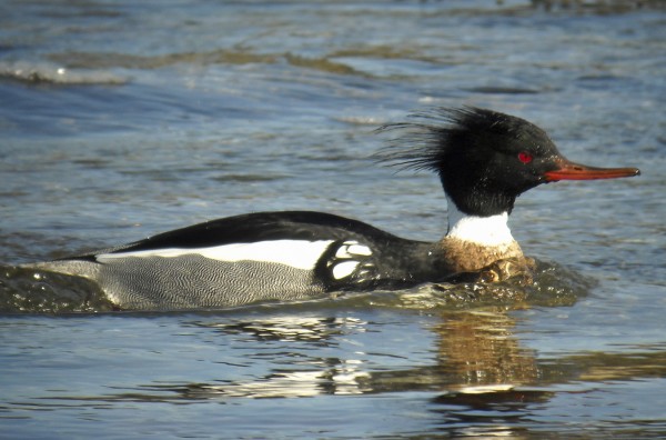 The red-breasted merganser is usually a skittish bird, but this one showed no concern for a nearby photographer. The red-breasted merganser is usually a skittish bird, but this one showed no concern for a nearby photographer.
