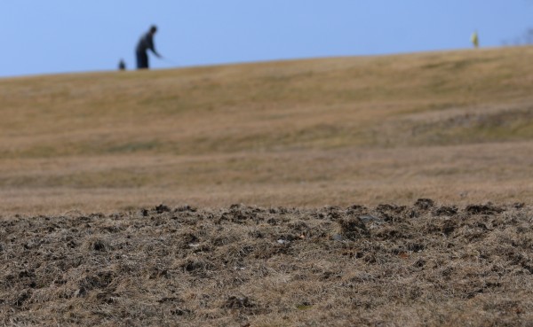 A patch of ground at Penobscot Country Club in Veazie, as seen Monday, March 19, 2012, has been torn up by crows searching for grubs in the dirt. A patch of ground at Penobscot Country Club in Veazie, as seen Monday, March 19, 2012, has been torn up by crows searching for grubs in the dirt.