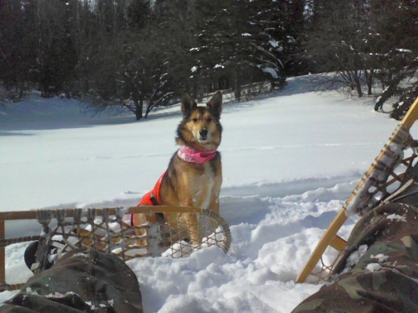 Thanks to some late-season snowfalls, there is plenty of snow in northern Maine for a variety of winter activities, including snowshoeing with a favorite four-legged companion. Thanks to some late-season snowfalls, there is plenty of snow in northern Maine for a variety of winter activities, including snowshoeing with a favorite four-legged companion.