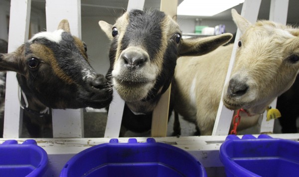 In this photo taken March 13, 2012, Goats are lined up for milking in Plainfield, Vt. One of the challenges Kim Peck faced when raising a small herd of dairy goats was finding the equipment to pasteurize the milk to make cheese. There were plenty of pasteurizers for big dairies but virtually nothing for smaller operations, like her herd of about 50 Nigerian dwarf goats. Peck was happy to find a small-scale pasteurizing machine that allows them to process from 15 to 35 pounds of milk.(AP Photo/Toby Talbot) In this photo taken March 13, 2012, Goats are lined up for milking in Plainfield, Vt. One of the challenges Kim Peck faced when raising a small herd of dairy goats was finding the equipment to pasteurize the milk to make cheese. There were plenty of pasteurizers for big dairies but virtually nothing for smaller operations, like her herd of about 50 Nigerian dwarf goats. Peck was happy to find a small-scale pasteurizing machine that allows them to process from 15 to 35 pounds of milk.(AP Photo/Toby Talbot)