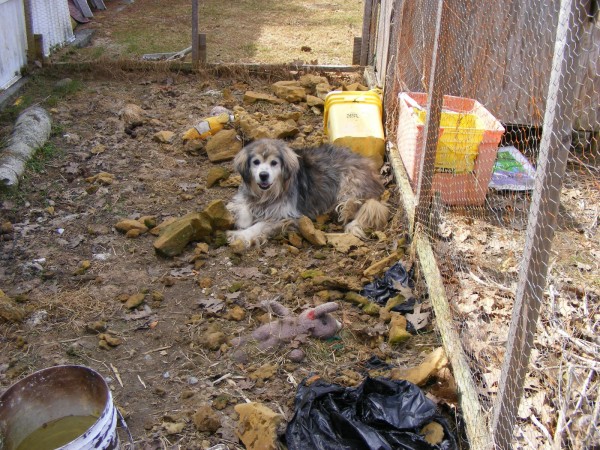 One of two mixed breed dogs seized March 24 by the Knox County Sheriff's Office is pictured in its pen in Warren. One of two mixed breed dogs seized March 24 by the Knox County Sheriff's Office is pictured in its pen in Warren.