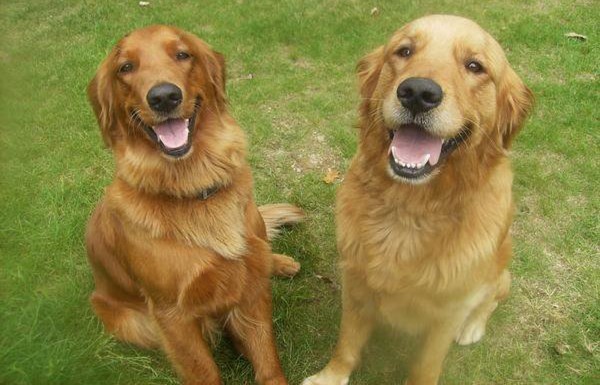 The Warren family's golden retrievers, Bella (left) and Jake. The Warren family's golden retrievers, Bella (left) and Jake.
