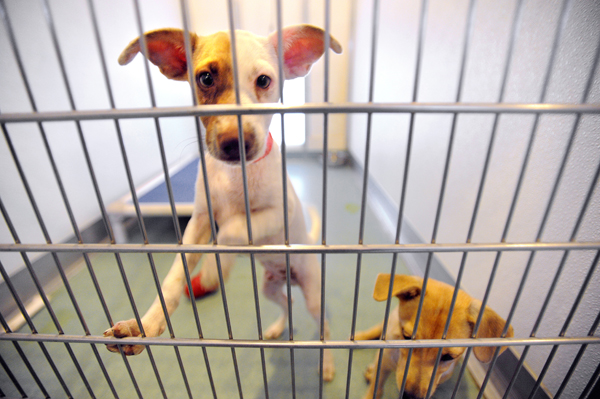 Two of the four dogs that arrived from Guam to the Hancock County's SPCA shelter in Trenton are seen recently. They are among the first four out of 12 dogs that the shelter has received and soon will offer for adoption. Two of the four dogs that arrived from Guam to the Hancock County's SPCA shelter in Trenton are seen recently. They are among the first four out of 12 dogs that the shelter has received and soon will offer for adoption.