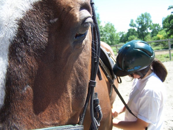 A student at Wild Ivy Farm in Bangor tacks up Jolly for a lesson. Learning and performing the grooming process is an important part of riding. A student at Wild Ivy Farm in Bangor tacks up Jolly for a lesson. Learning and performing the grooming process is an important part of riding.