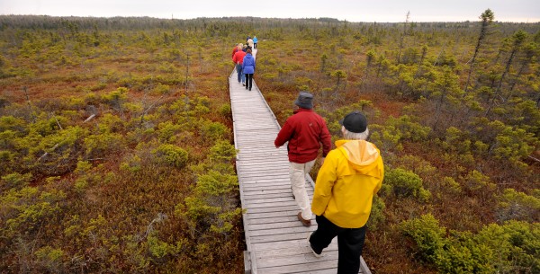 People walk on the Orono Bog Boardwalk shortly after it was opened for the season. The event marked the start of the 10th year for the boardwalk. People walk on the Orono Bog Boardwalk shortly after it was opened for the season. The event marked the start of the 10th year for the boardwalk.