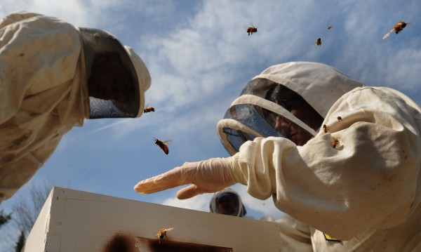 University of Maine professor of insect ecology Frank Drummond (left), research scientist Jennifer Lund (right) and graduate student Beth Choate (obscured) check a beehive while collecting samples of bees from hives that are observed as a study in Stockton Springs in April 2009. University of Maine professor of insect ecology Frank Drummond (left), research scientist Jennifer Lund (right) and graduate student Beth Choate (obscured) check a beehive while collecting samples of bees from hives that are observed as a study in Stockton Springs in April 2009.