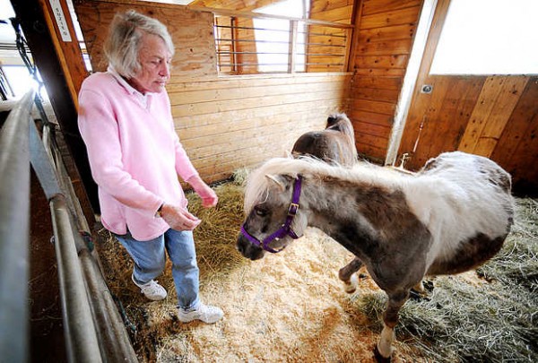 Marilyn Goodreau, president of the Maine State Society for the Protection of Animals, prepares to let Misty (front) and her companion Suzie Q out to graze for a short period at the MSSPA farm in Windham. Misty was one of two miniature horses rescued from Massachusetts and brought to MSSPA for rehabilitation. Michelle, the other horse, has already been adopted. Marilyn Goodreau, president of the Maine State Society for the Protection of Animals, prepares to let Misty (front) and her companion Suzie Q out to graze for a short period at the MSSPA farm in Windham. Misty was one of two miniature horses rescued from Massachusetts and brought to MSSPA for rehabilitation. Michelle, the other horse, has already been adopted.