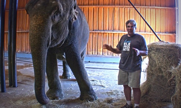 Jim Laurita, a veterinarian in Hope, stands with Rosie, a 42-year-old retired circus elephant. Jim Laurita, a veterinarian in Hope, stands with Rosie, a 42-year-old retired circus elephant.