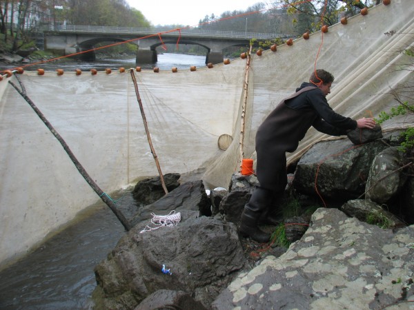 Jeff Card of Ellsworth sets up a fyke net for catching elvers in the Union River in Ellsworth on Wednesday, May 9, 2012. Jeff Card of Ellsworth sets up a fyke net for catching elvers in the Union River in Ellsworth on Wednesday, May 9, 2012.