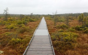 Photo by Aislinn Sarnacki. The Orono Bog Boardwalk is slick with rain at 10 a.m. Monday, May 1, the boardwalk's opening day and 10th anniversary.