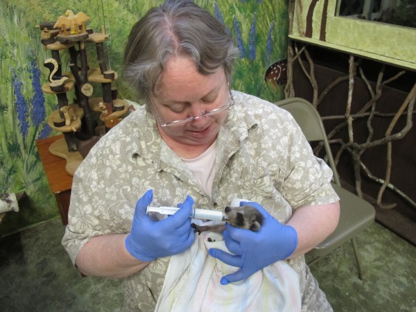 Ann Rivers, director of Acadia Wildlife Foundation, feeds a young raccoon at the foundation's facility in the Bar Harbor village of Town Hill on Saturday, May 19, 2012. Since taking over operation of the foundation in 1997, Rivers has cared for thousands of animals native to Maine. Ann Rivers, director of Acadia Wildlife Foundation, feeds a young raccoon at the foundation's facility in the Bar Harbor village of Town Hill on Saturday, May 19, 2012. Since taking over operation of the foundation in 1997, Rivers has cared for thousands of animals native to Maine.