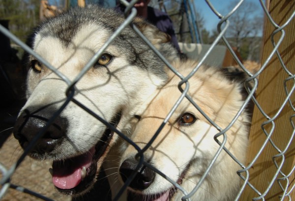 Wolf hybrids Koda and Sass-ya inside the Wolf Ledge Refuge and Education Center in Bristol in April 2011. Wolf hybrids Koda and Sass-ya inside the Wolf Ledge Refuge and Education Center in Bristol in April 2011.