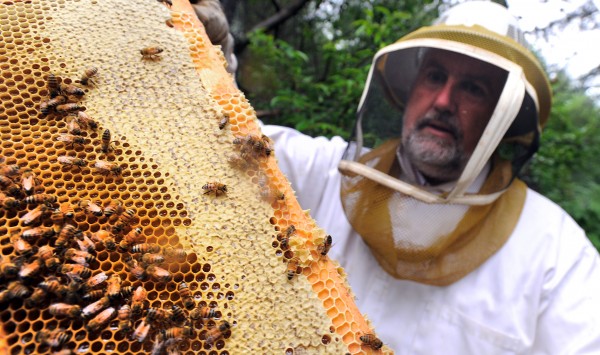 Peter Cowin checks one of his behives near his Hampden home. Cowin also removes swarms and honeybee colonies from trees or buildings. Peter Cowin checks one of his behives near his Hampden home. Cowin also removes swarms and honeybee colonies from trees or buildings.