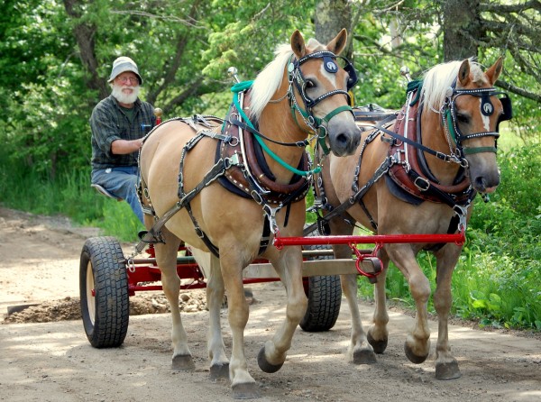 Bill Thayer puts his new draft horse team through the paces Sunday, dragging the driveway of Darthia Farm in Gouldsboro. Thayer took delivery Friday of the team that he purchased in Kentucky. He hopes to have them doing fieldwork within a few weeks. Bill Thayer puts his new draft horse team through the paces Sunday, dragging the driveway of Darthia Farm in Gouldsboro. Thayer took delivery Friday of the team that he purchased in Kentucky. He hopes to have them doing fieldwork within a few weeks.