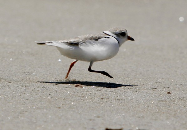 In this June 2006 file photo, a piping plover runs across the beach in Phippsburg, Maine. In this June 2006 file photo, a piping plover runs across the beach in Phippsburg, Maine.