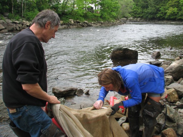 Dave Pelletier of Surry (left) and Jessica Card of Franklin examine a fyke net for stray elvers as they dismantle the net on the shore of the Union River in downtown Ellsworth on Thursday, May 31, 2012. Thursday marked the end of the 2012 elver fishing in Maine, which saw prices for the juvenile eels soar to $2,600 per pound, nearly triple the average price in 2011. Dave Pelletier of Surry (left) and Jessica Card of Franklin examine a fyke net for stray elvers as they dismantle the net on the shore of the Union River in downtown Ellsworth on Thursday, May 31, 2012. Thursday marked the end of the 2012 elver fishing in Maine, which saw prices for the juvenile eels soar to $2,600 per pound, nearly triple the average price in 2011.
