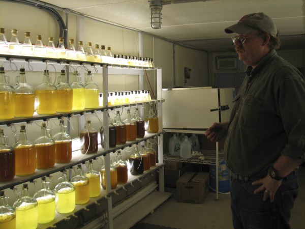 Brian Beal, director of research at Downeast Institute in Beals, looks at algae cultures being grown at the institute on May 23, 2012. Beal has made a breakthrough in lobster aquaculture techniques that he says could be used to replenish depleted lobster stocks outside Maine and to open up create new markets for the crustaceans. Brian Beal, director of research at Downeast Institute in Beals, looks at algae cultures being grown at the institute on May 23, 2012. Beal has made a breakthrough in lobster aquaculture techniques that he says could be used to replenish depleted lobster stocks outside Maine and to open up create new markets for the crustaceans.