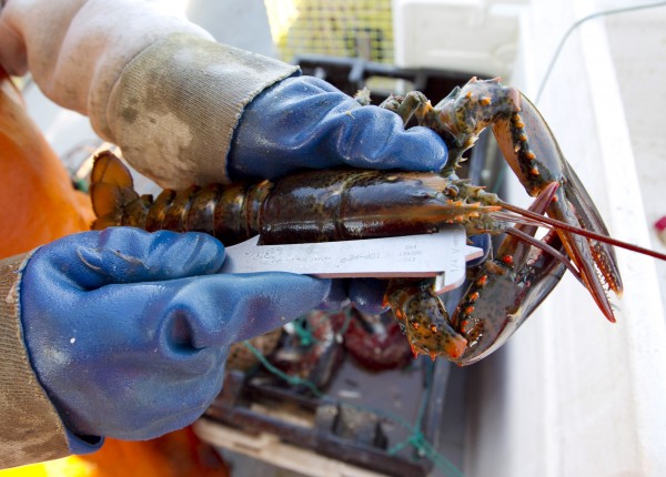 A lobster is measured in May to see if it is of legal size, on a boat off Mount Desert, Maine. An early shedding season has brought a bounty of lobster to Maine lobstermen. A lobster is measured in May to see if it is of legal size, on a boat off Mount Desert, Maine. An early shedding season has brought a bounty of lobster to Maine lobstermen.