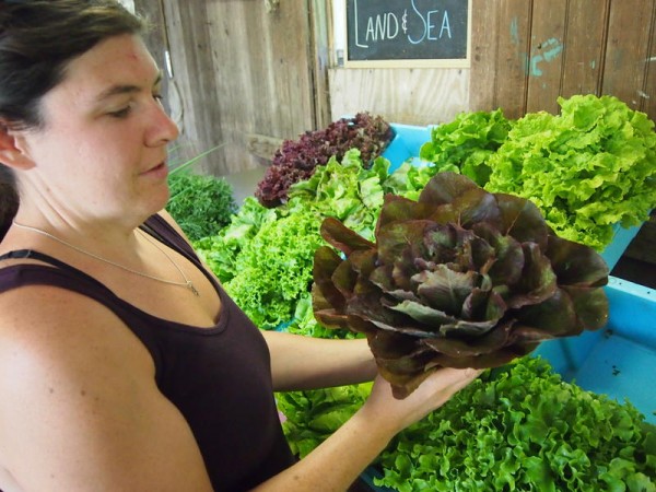 Caitlin Jordan, co-manager of Alewive's Brook Farm on Old Ocean House Road in Cape Elizabeth, holds up lettuce picked before most of the crop "bolted," Friday, July 20. Lettuce bolts, or flowers too quickly, with long periods of hot weather after heavy rain. Caitlin Jordan, co-manager of Alewive's Brook Farm on Old Ocean House Road in Cape Elizabeth, holds up lettuce picked before most of the crop "bolted," Friday, July 20. Lettuce bolts, or flowers too quickly, with long periods of hot weather after heavy rain.