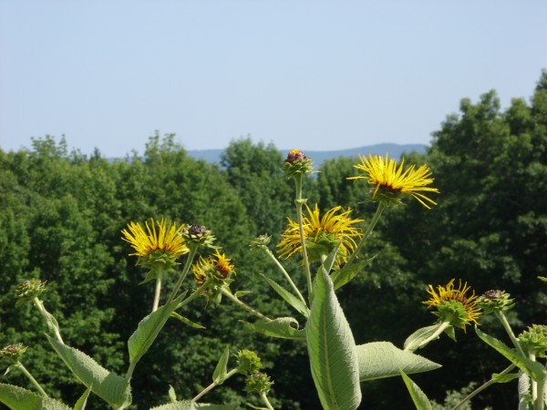 Elecampane frames the view from The Heirloom Garden of Maine in Montville. Elecampane frames the view from The Heirloom Garden of Maine in Montville.