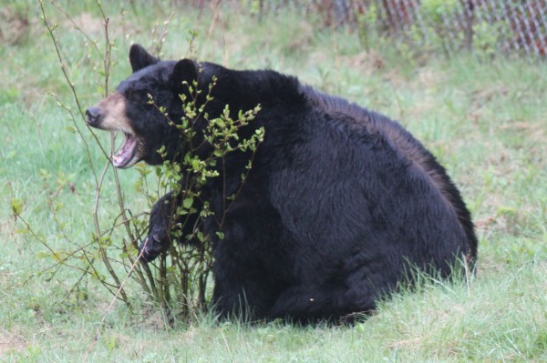 A black bear scratches his neck on a plant in his enclosure in the Maine Wildlife Park in Gray in May 2012. A black bear scratches his neck on a plant in his enclosure in the Maine Wildlife Park in Gray in May 2012.