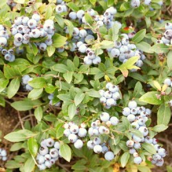 Timing of violation announcement angers president of Maine blueberry company