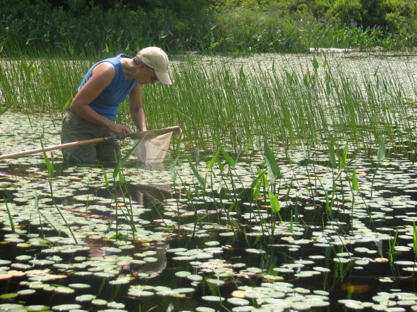 Volunteer Kathy Claerr of Bowdoin wades in Witch Hole Pond in Acadia National Park on Saturday, July 14, 2012, while looking for life in a specimen net. Claerr was one of dozens of volunteers who participated in the park's 10th annual Bio Blitz, which this year sought to collect as many different types of aquatic insects as possible within a two-day period. Volunteer Kathy Claerr of Bowdoin wades in Witch Hole Pond in Acadia National Park on Saturday, July 14, 2012, while looking for life in a specimen net. Claerr was one of dozens of volunteers who participated in the park's 10th annual Bio Blitz, which this year sought to collect as many different types of aquatic insects as possible within a two-day period.
