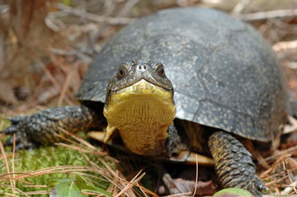 Blandings Turtle Blandings Turtle