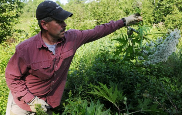"I hate invasive species" said Ronald Lemin, a vegetation management consultant seen here lopping off the seed head of a giant hogweed plant along a tributary of the Kenduskeag Stream in Bangor on Tuesday. "I hate invasive species" said Ronald Lemin, a vegetation management consultant seen here lopping off the seed head of a giant hogweed plant along a tributary of the Kenduskeag Stream in Bangor on Tuesday.