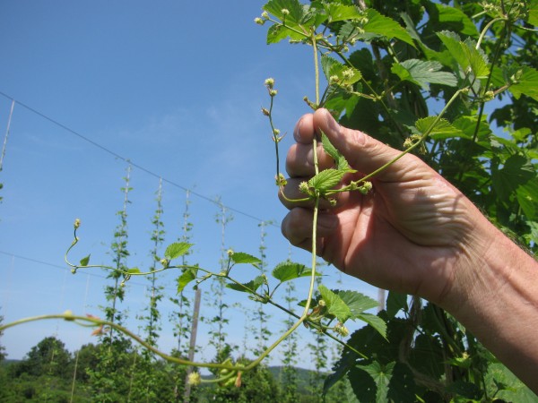In about a month, hops from these vines at Elm Hill Farm in Monroe will be ready to pick for use in some of Maine's microbreweries. In about a month, hops from these vines at Elm Hill Farm in Monroe will be ready to pick for use in some of Maine's microbreweries.