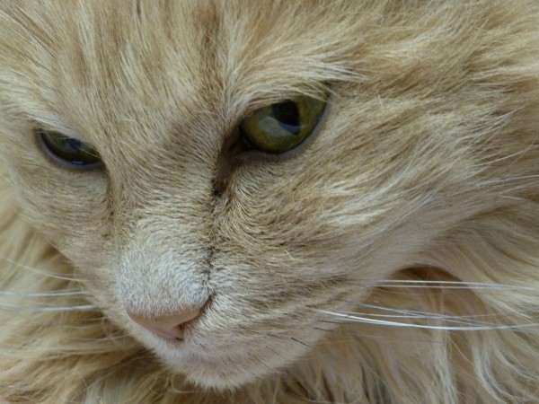 Regal Molly sits atop a cat tower at the Pets Are Worth Saving shelter in Rockport on Tuesday. Regal Molly sits atop a cat tower at the Pets Are Worth Saving shelter in Rockport on Tuesday.