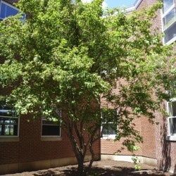 This courtyard at the William H. Cohen School was transformed several weeks ago by school student council members and other volunteers into an inviting and beautiful space.