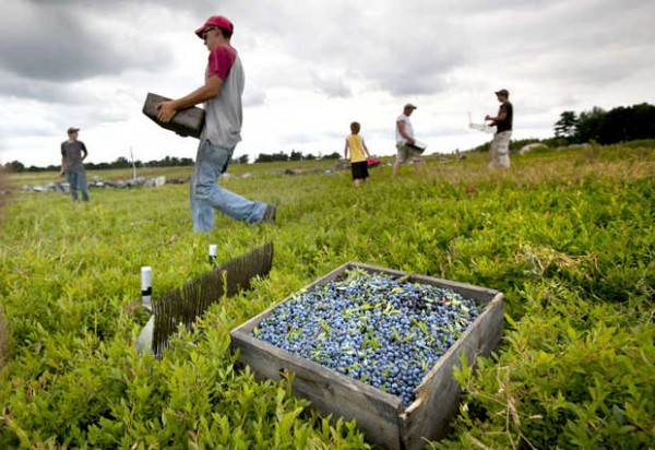 maine-blueberries-producing-biggest-crop-in-a-decade-business