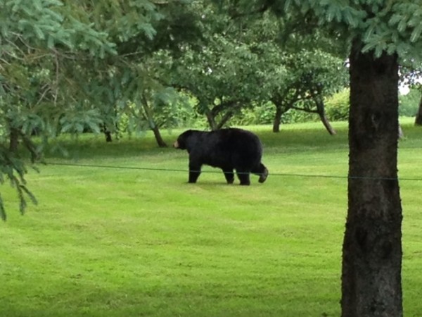 This black bear has been spotted in around the SAD 1 Education Farm in Presque Isle. Resident Brian Hamel got a look at the massive bear, estimated to weigh around 400 pounds, when it wandered up to his back deck last week. This black bear has been spotted in around the SAD 1 Education Farm in Presque Isle. Resident Brian Hamel got a look at the massive bear, estimated to weigh around 400 pounds, when it wandered up to his back deck last week.