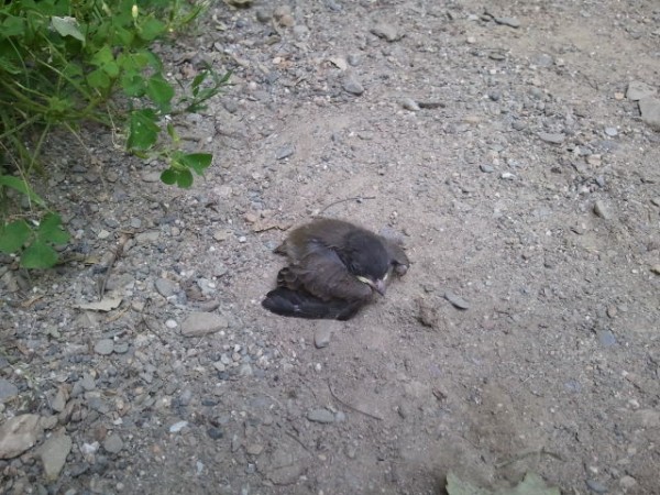 "Baby dirdie No. 1" after its first fall from the nest. "Baby dirdie No. 1" after its first fall from the nest.