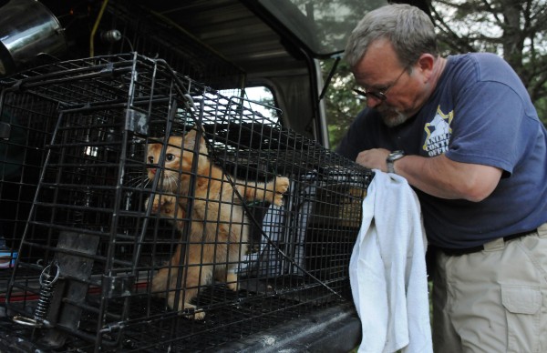 "Oh yeah, this one can be saved," said Veazie Animal Control Officer Joseph Murphy as he attempts to coax a feral kitten into a cat carrier after trapping the animal on Hobson Avenue in Veazie on Tuesday, July 10, 2012. "Oh yeah, this one can be saved," said Veazie Animal Control Officer Joseph Murphy as he attempts to coax a feral kitten into a cat carrier after trapping the animal on Hobson Avenue in Veazie on Tuesday, July 10, 2012.