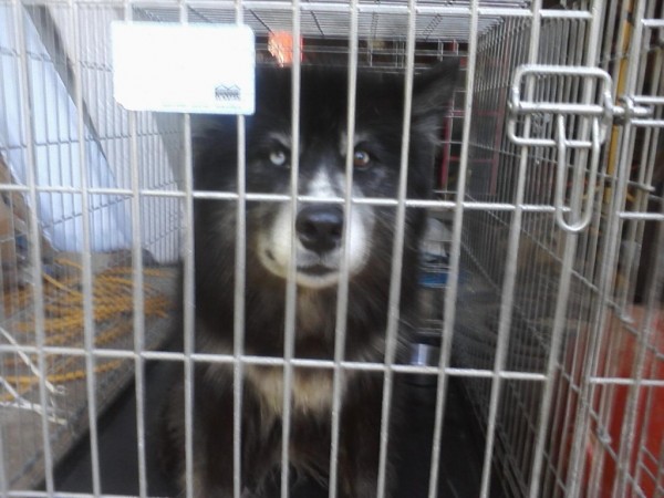 Mia, a wolf-canine hybrid that is being held at an animal hospital in Brunswick, was captured on Monday, July 2, 2012, in Waldoboro after she raided a chicken coop. Mia, a wolf-canine hybrid that is being held at an animal hospital in Brunswick, was captured on Monday, July 2, 2012, in Waldoboro after she raided a chicken coop.
