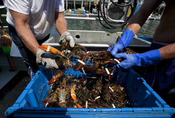 Lobsters are unloaded from a fishing boat earlier this month in Portland. Lobsters are unloaded from a fishing boat earlier this month in Portland.